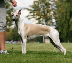 Whippet - The Breed Archive