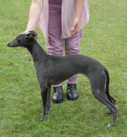 Whippet - The Breed Archive