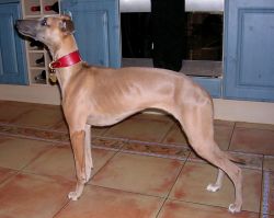 Ginger whippet cheap
