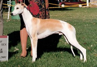 Summit whippets sale