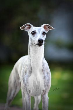 silver whippet