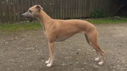 Zoraden whippets hot sale