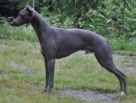 shamasan whippets