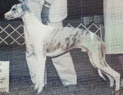 alice sowders whippets