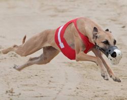 crazy runners whippets