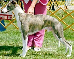 Nevedith whippets best sale