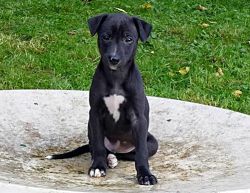 crazy runners whippets