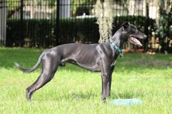 Whippet The Breed Archive