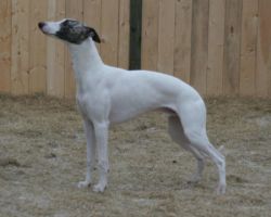 Whippet - The Breed Archive