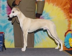 pug with separation anxiety