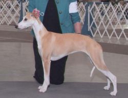 Tivio whippets best sale