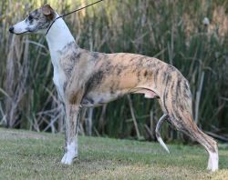 Whippet - The Breed Archive