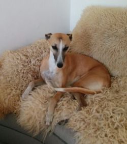 crazy runners whippets