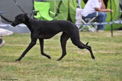 crazy runners whippets