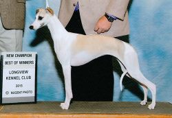 Redglen whippets hot sale