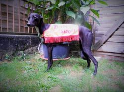 fast company whippets