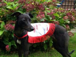 fast company whippets