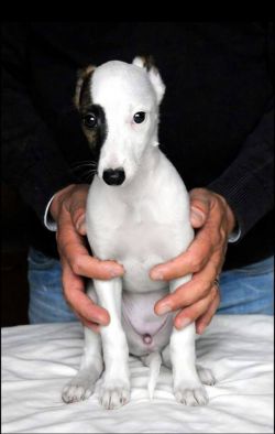 can whippet be white