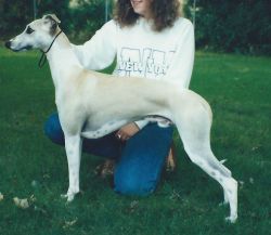 Whippet - The Breed Archive