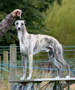 Whippet gray best sale