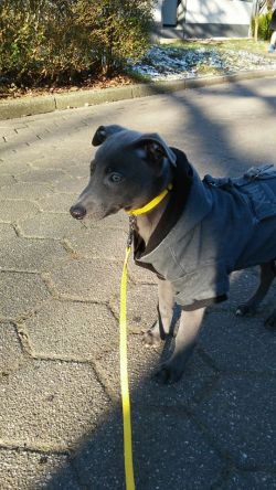 fast company whippets