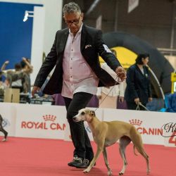 Royal canin outlet whippet