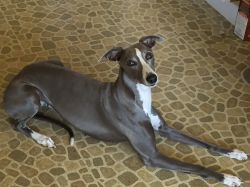Timbreblue whippets cheap