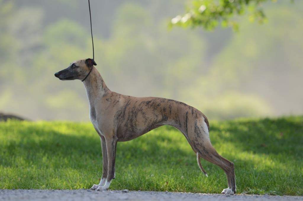 Whippet - The Breed Archive