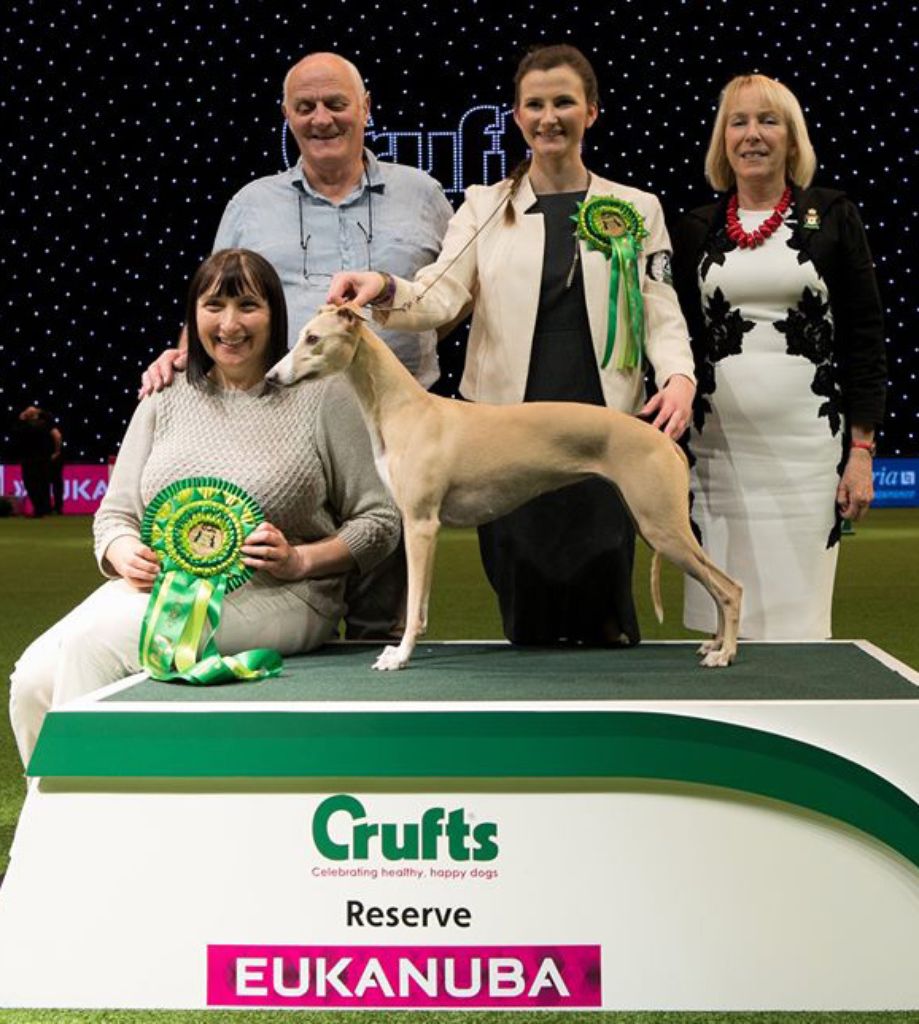 Whippet breed at store crufts