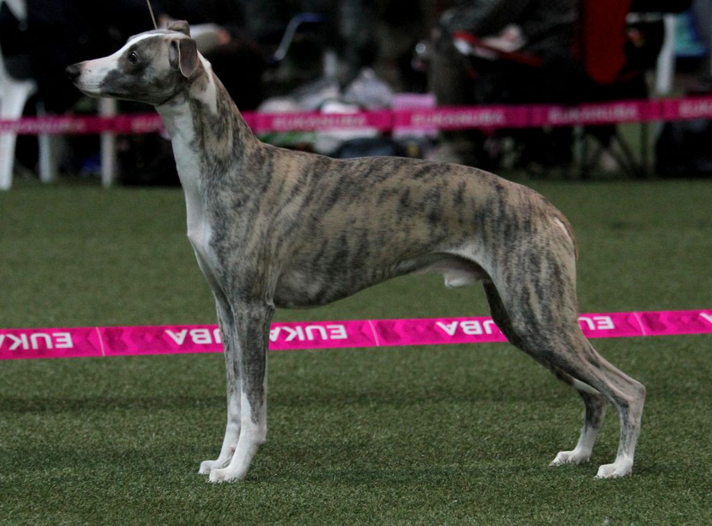 Whippet The Breed Archive