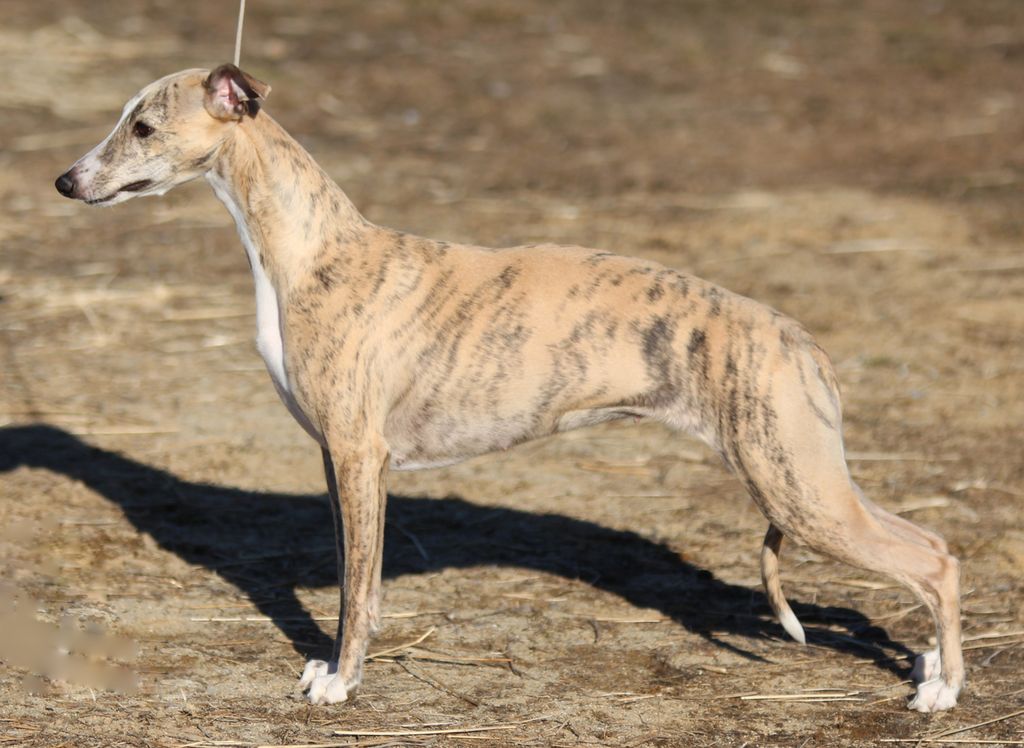 Whippet The Breed Archive