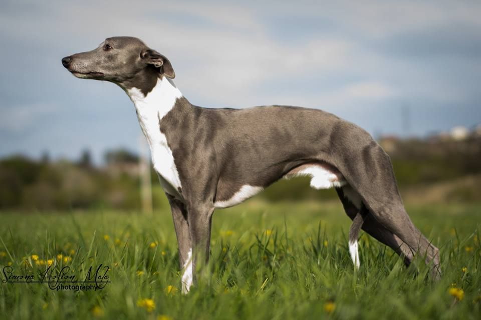 Whippet The Breed Archive