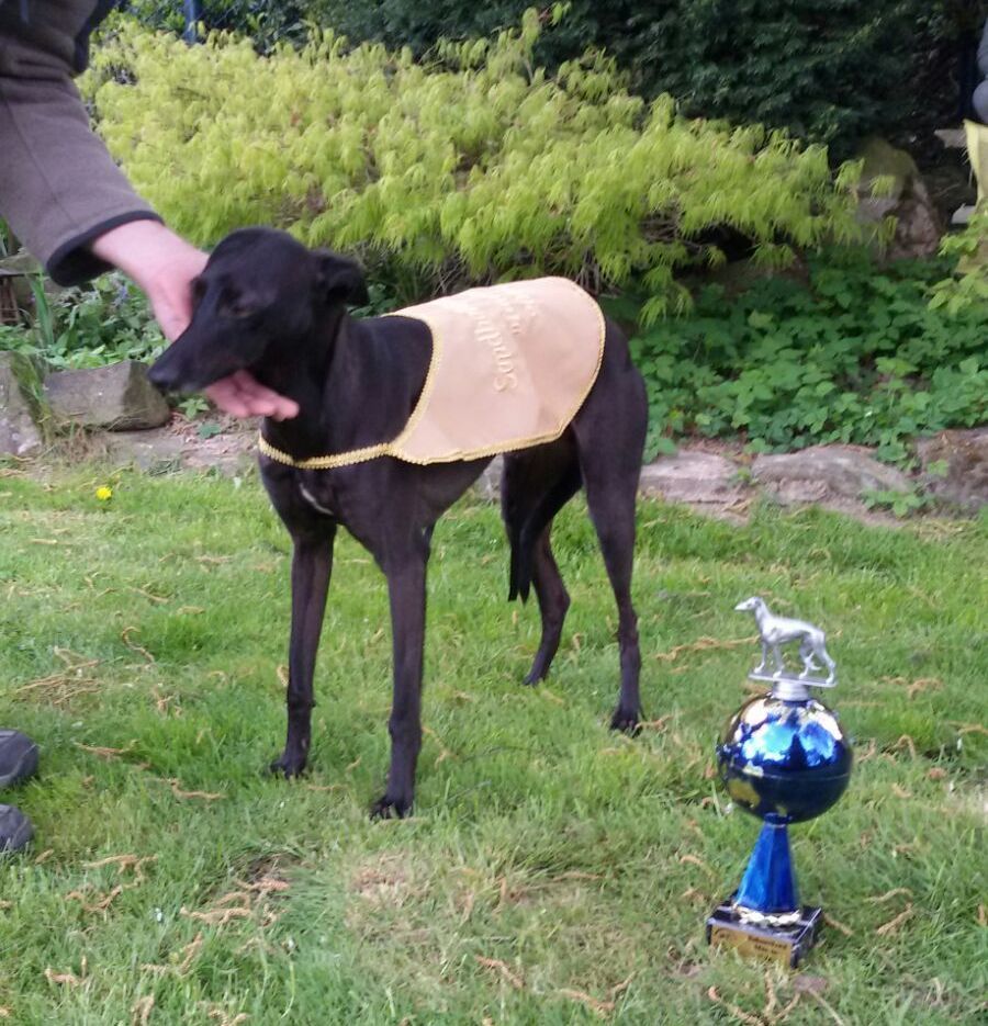 fast company whippets