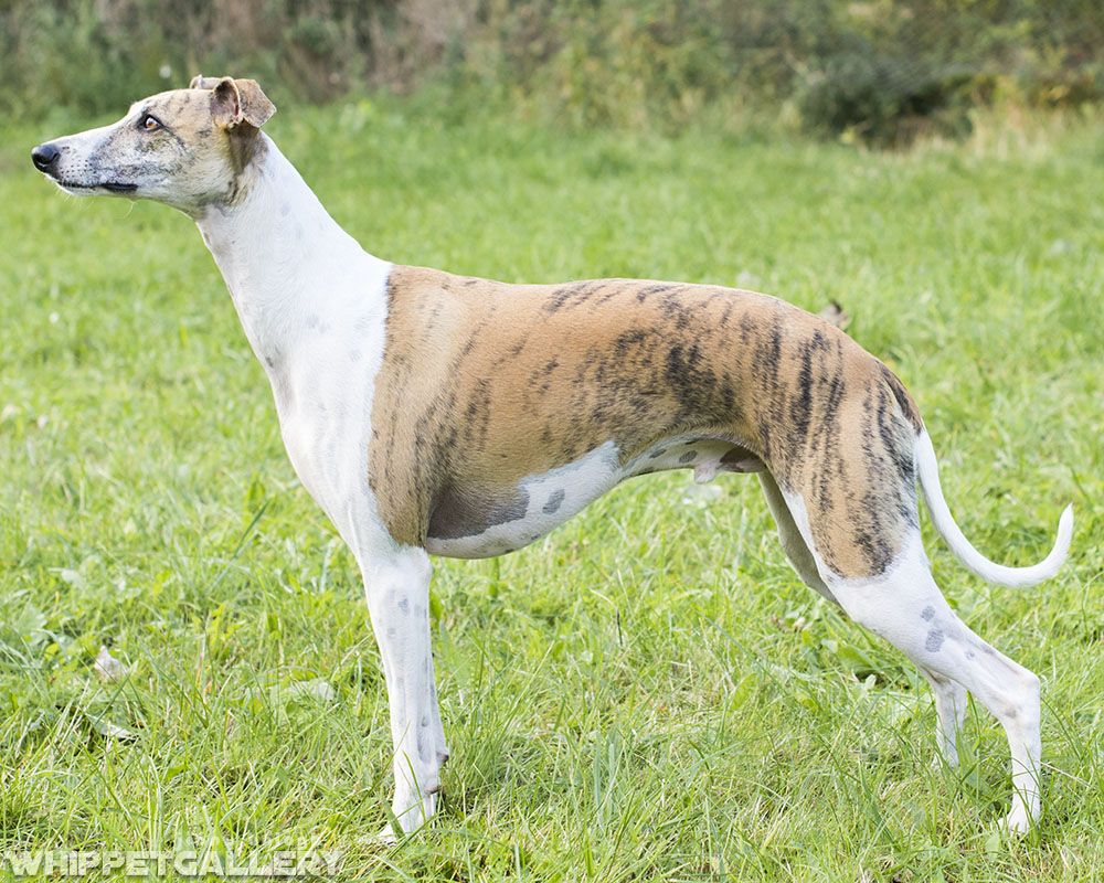 Whippet - The Breed Archive