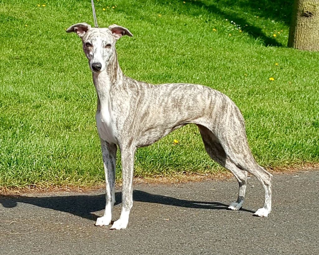 baby whippet