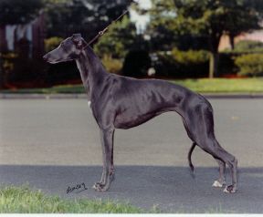 shamasan whippets