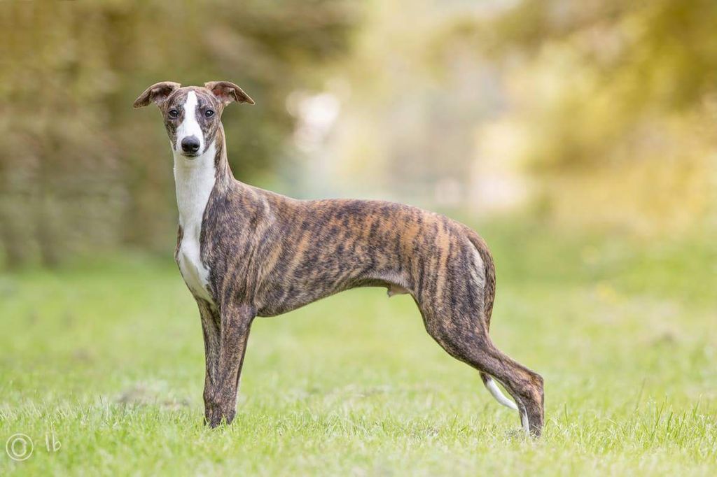 Whippet The Breed Archive