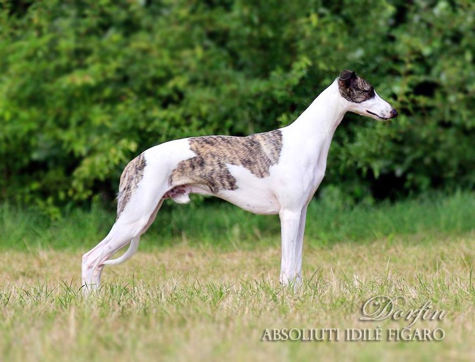 Whippet The Breed Archive