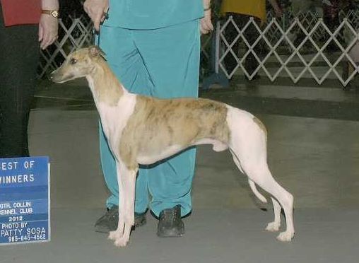 Whippet - The Breed Archive