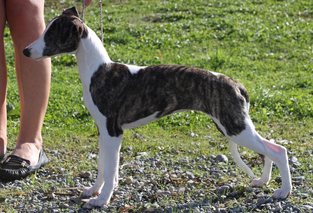Whippet The Breed Archive