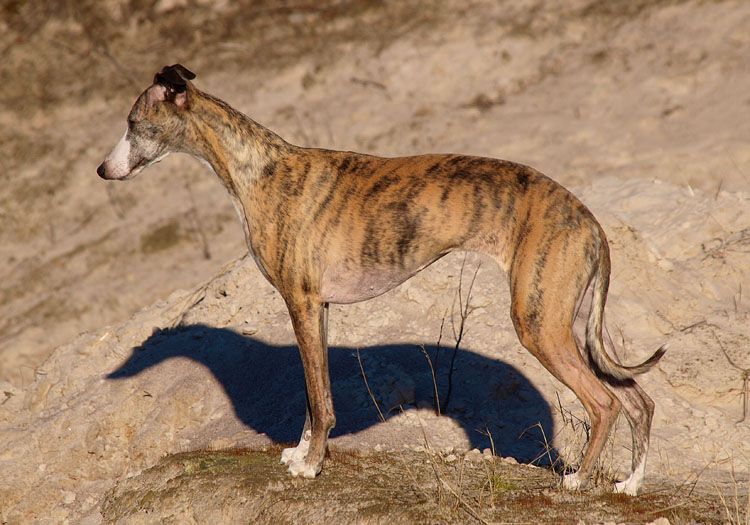 Whippet The Breed Archive