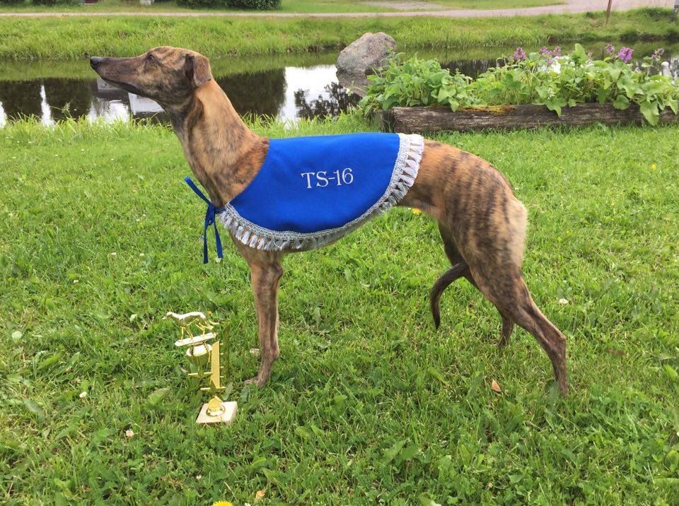 Whippet The Breed Archive