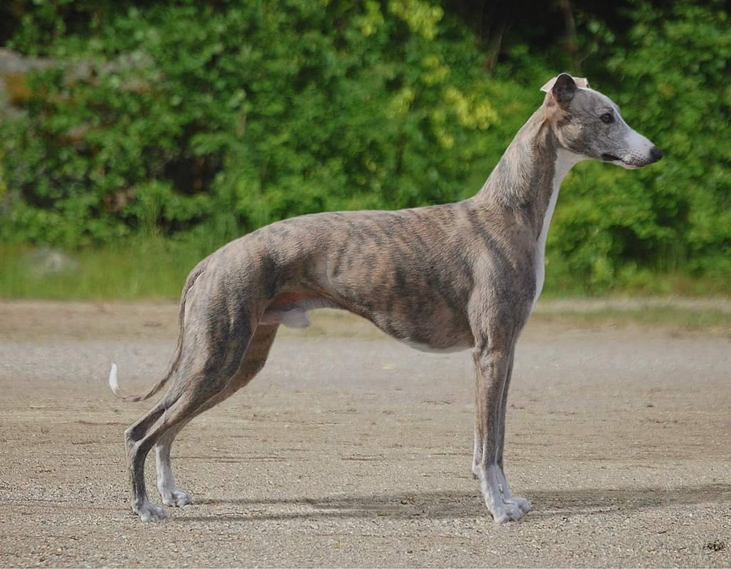 Whippet store blue fawn