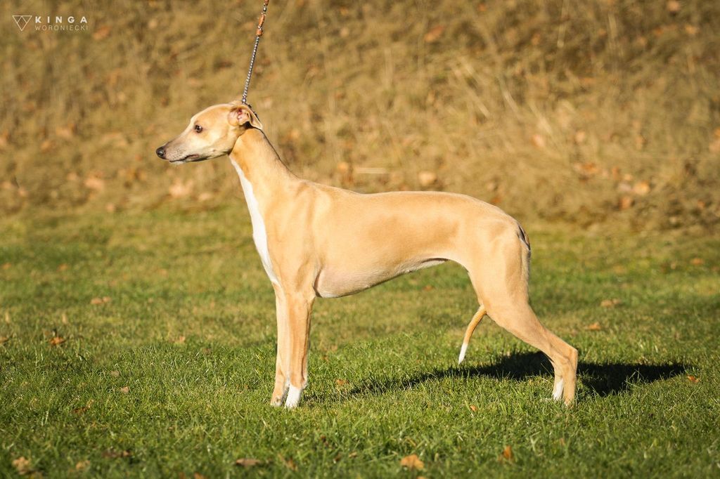 Whippet - The Breed Archive