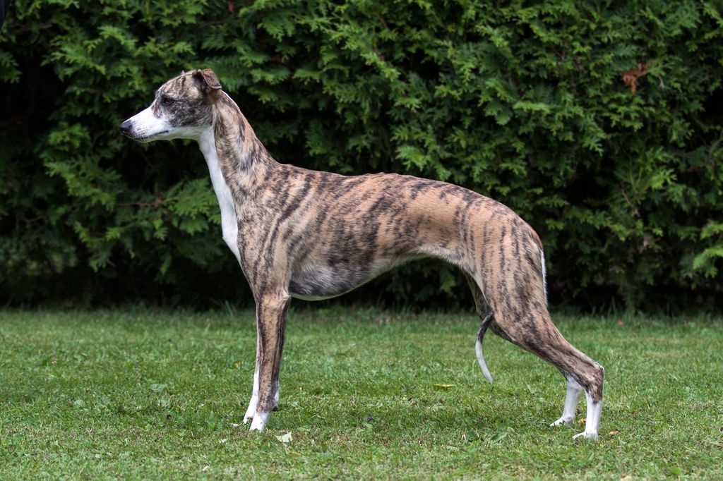 Whippet - The Breed Archive