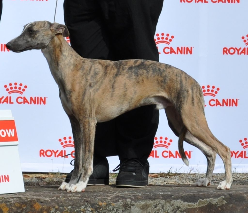 Royal canin whippet sales