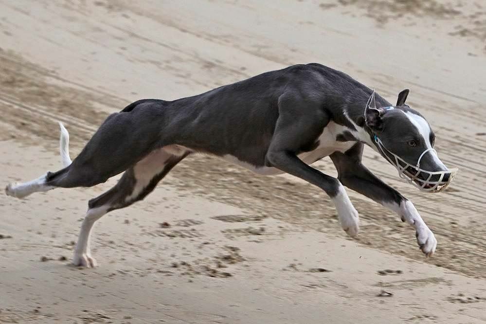 fast company whippets