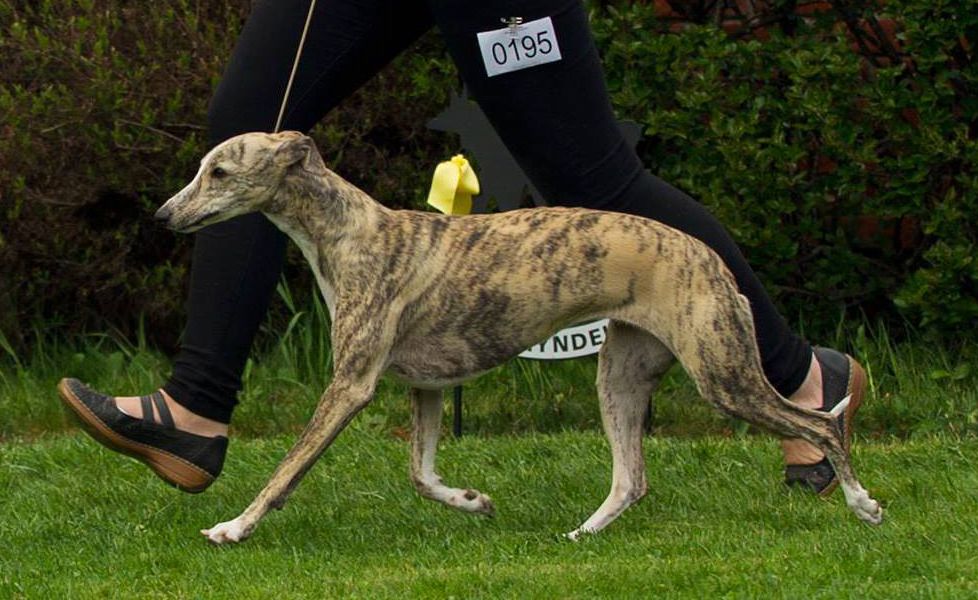 Whippet The Breed Archive