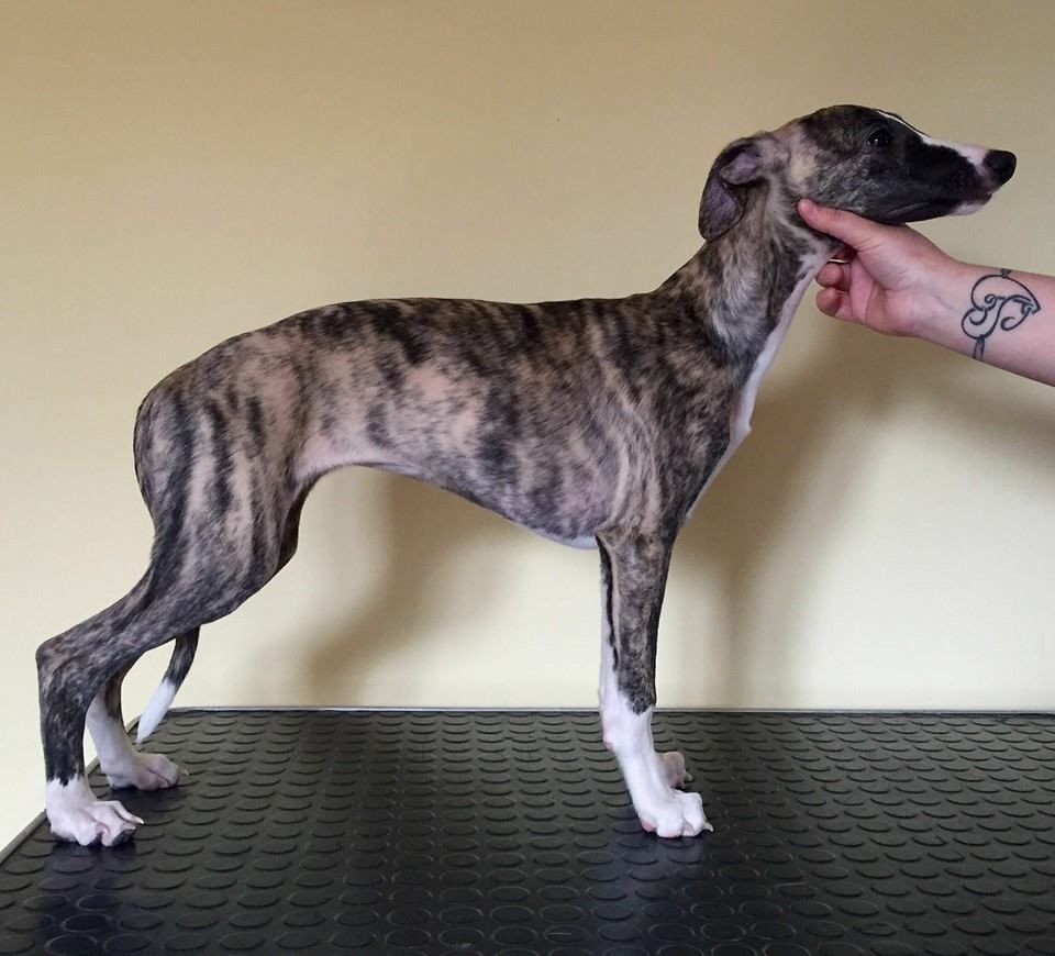 baby whippet