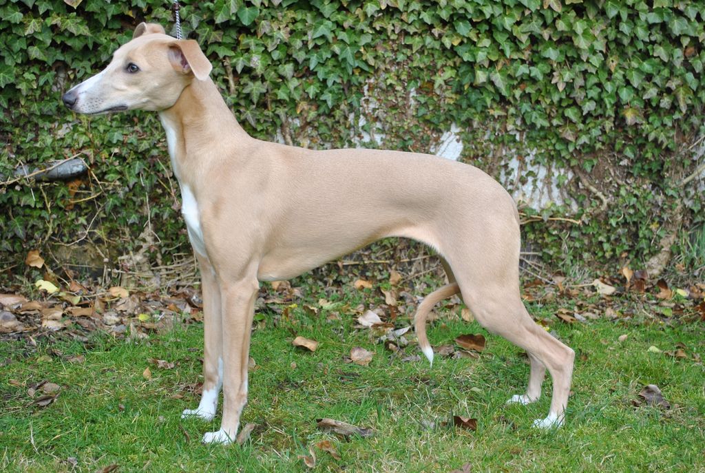 Whippet The Breed Archive